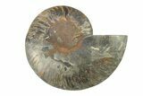 Cut & Polished Ammonite Fossil (Half) - Unusual Black Color #281422-1